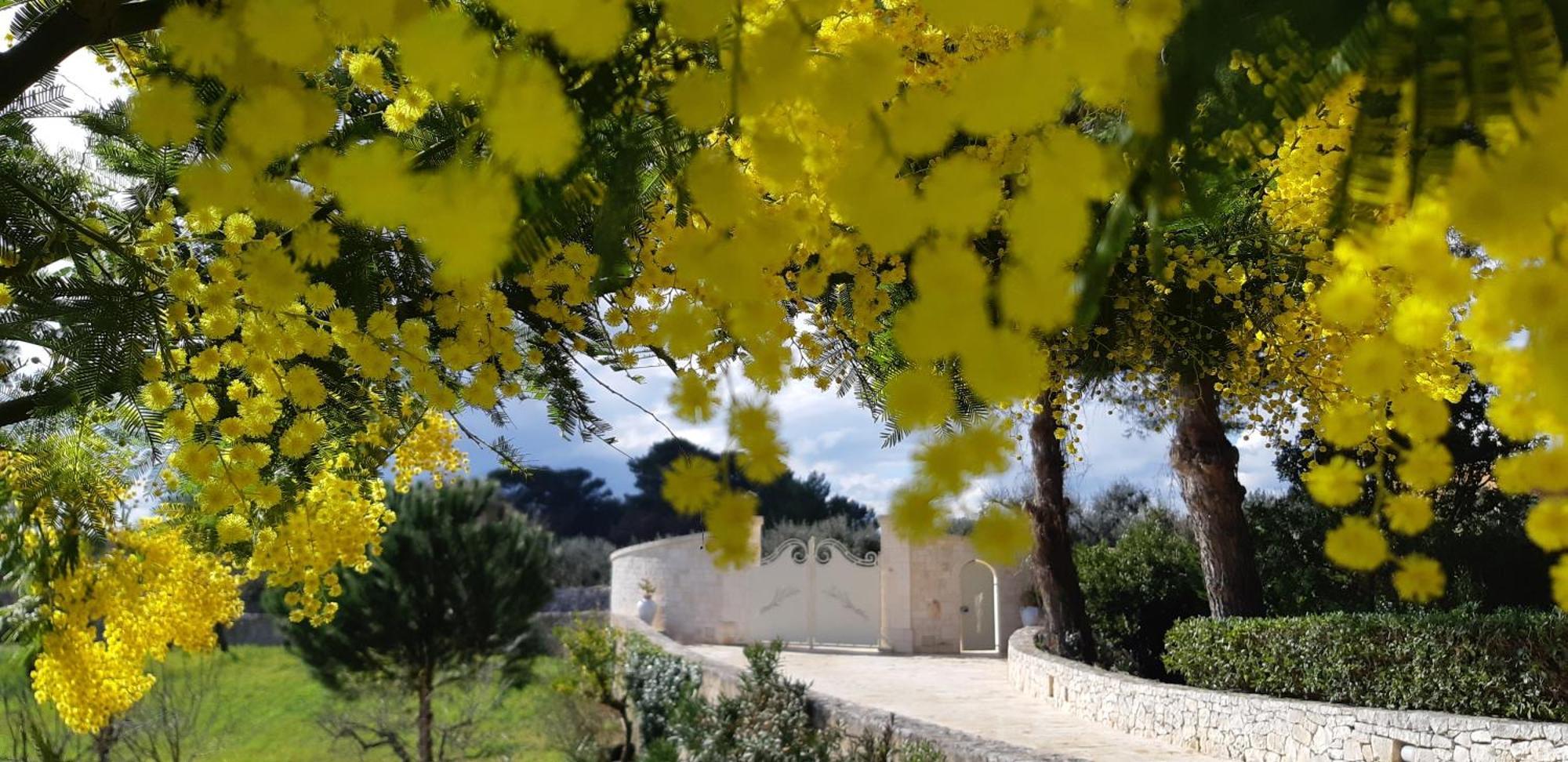 Villa Karmel Valle D'Itria Cisternino Dış mekan fotoğraf